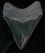 Dark Fossil Megalodon Tooth #13128-2